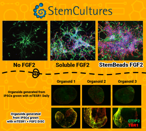 StemCultures – Infografik