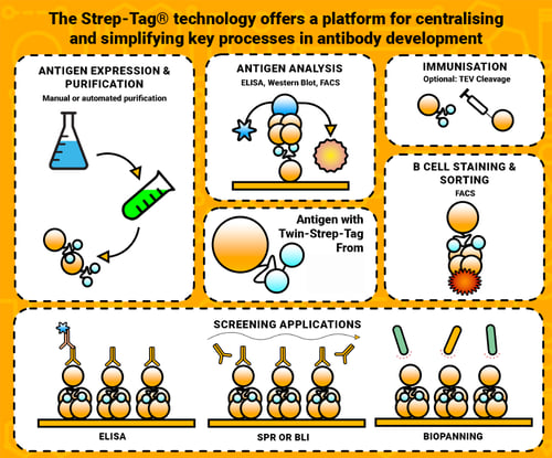 Streptag-technology-IBA