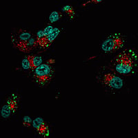 Transferrin-Conjugates