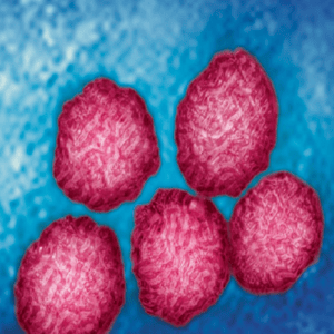 VIRUS-ENCEPHALITIS-TBEV