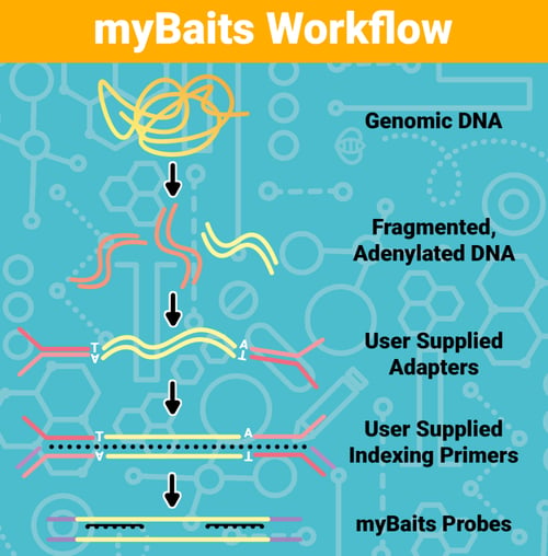 myBaits