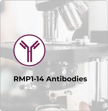 rmp1-14-Antikörper