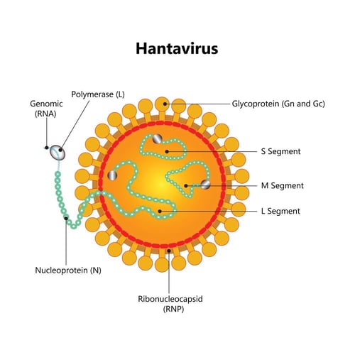 Hantavirus-Diagram