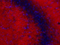 SYSY-Nanotag-Bild-1-Links