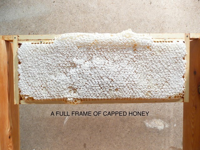 Bee Blog August 2019