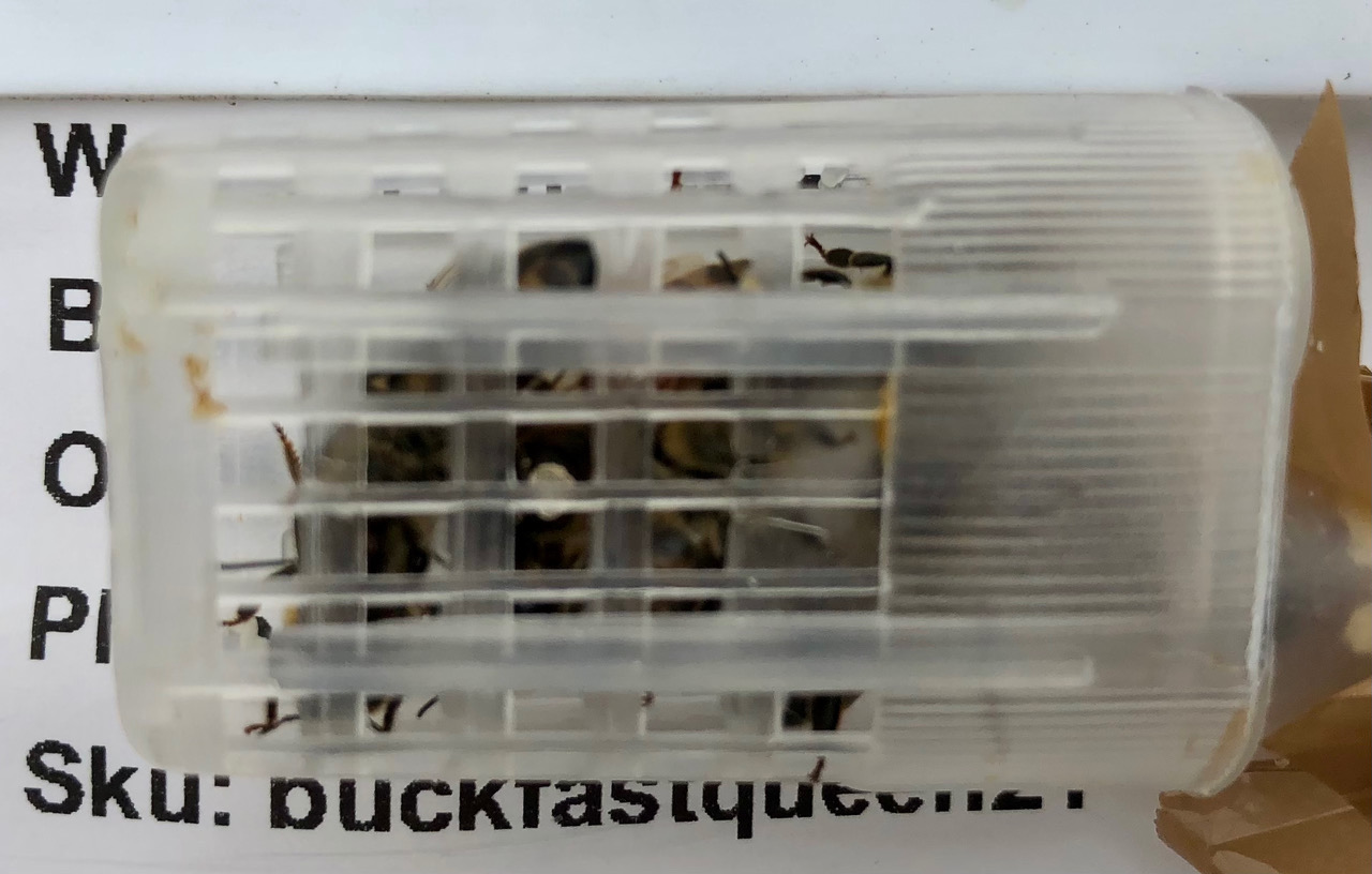 Bee Blog - June 2021