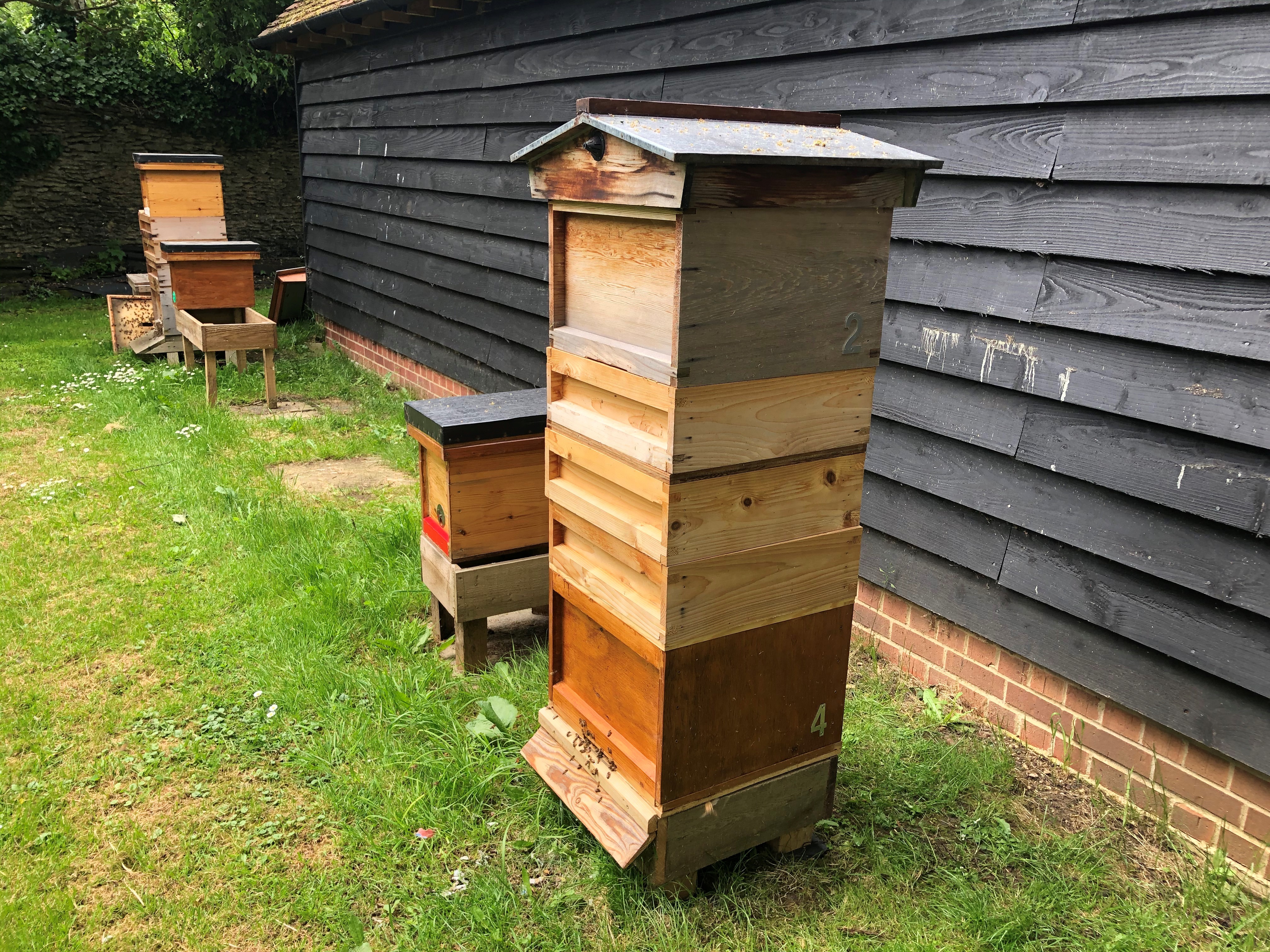 Bee Blog - July 2021