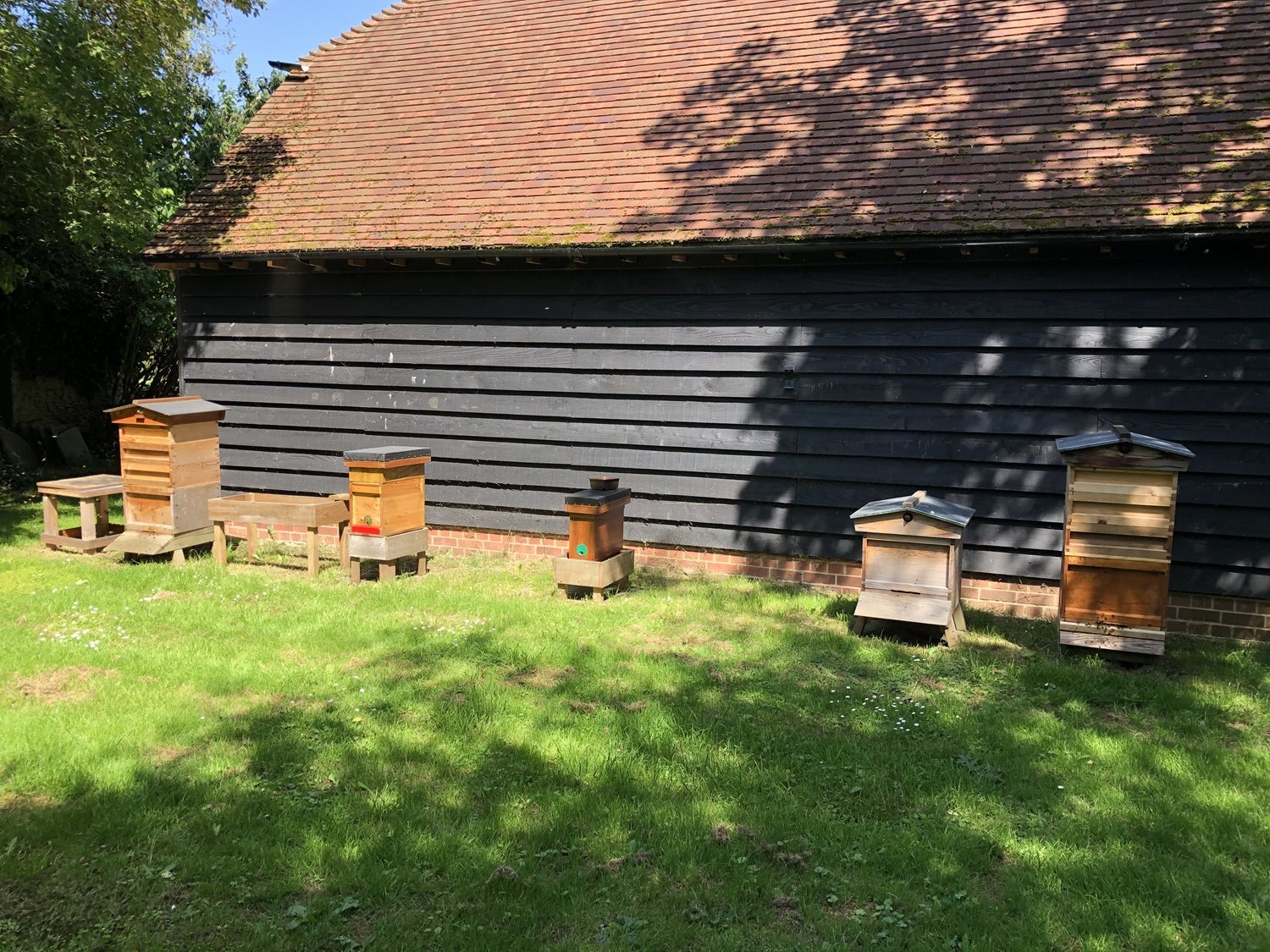 Bee Blog - August 2021