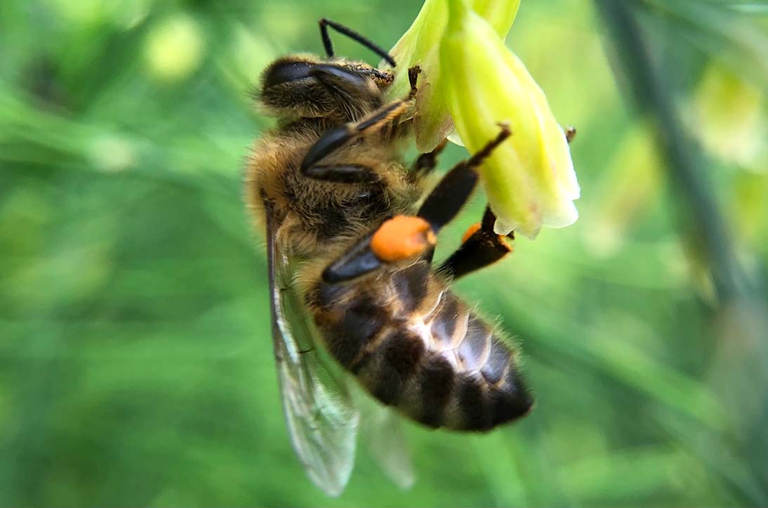 Bee Blog - October 2021