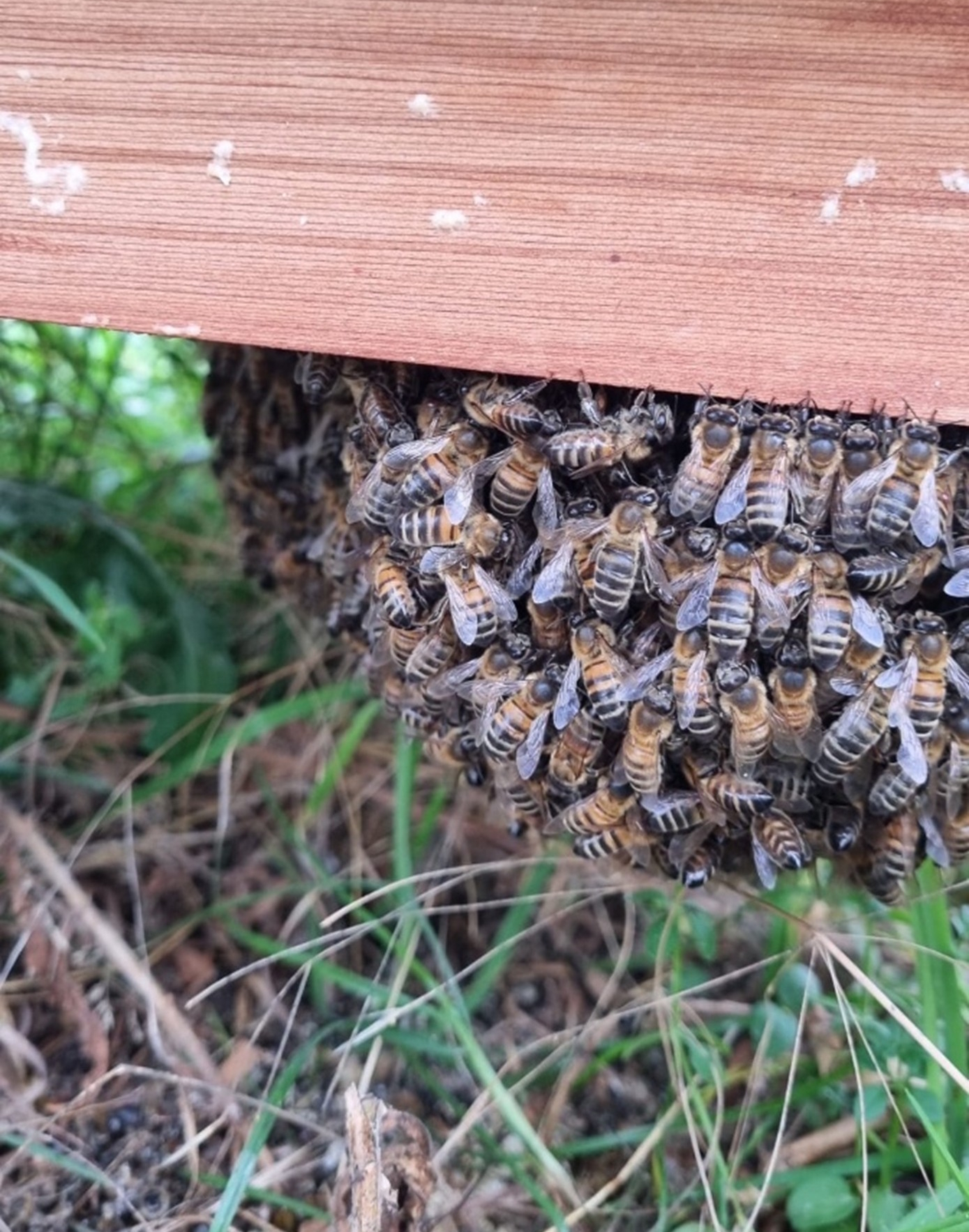 A Beekeepers Journey – ‘You Will Get Stung!’ – Part 5