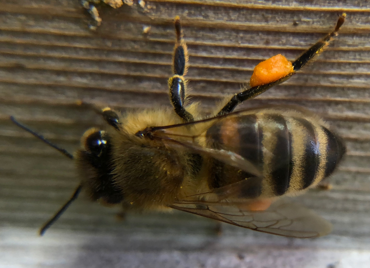 Bee Blog - March 2021
