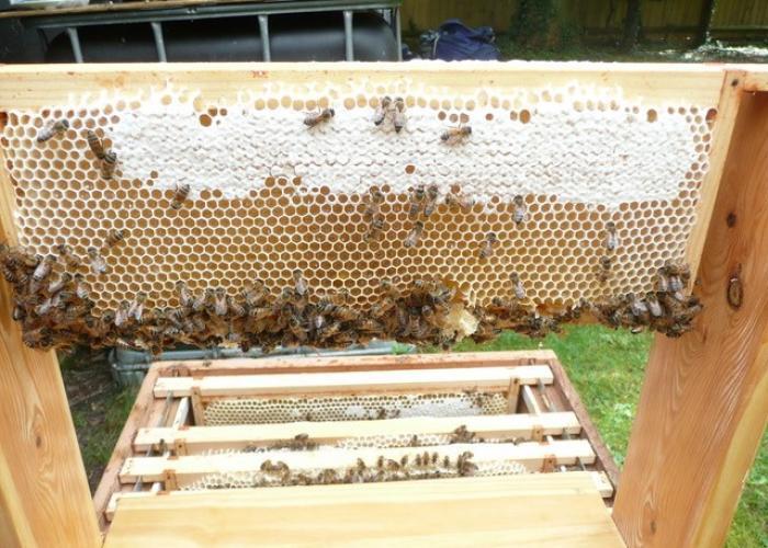 Bee Blog July 2017