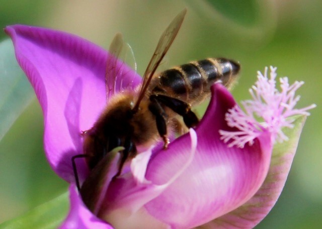 Bee Blog December 2018