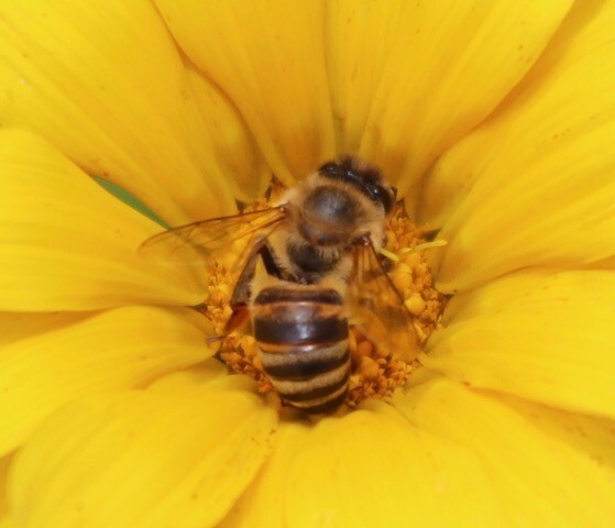 Bee Blog January 2019