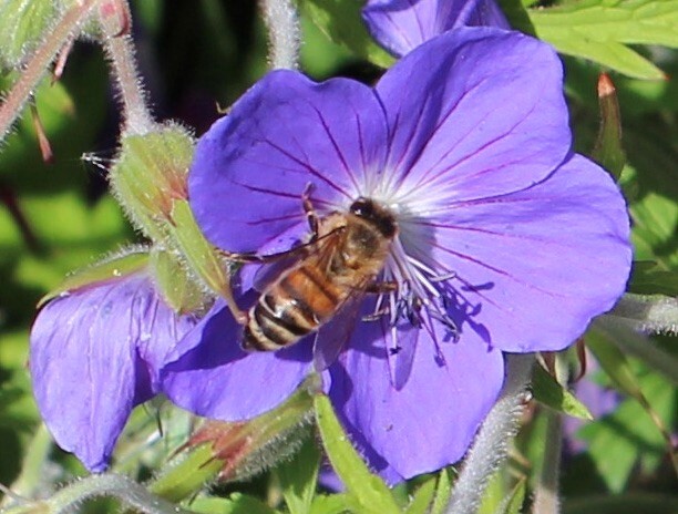 Bee Blog January 2020