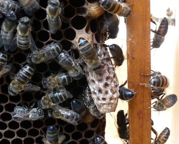 Bee Blog July 2018