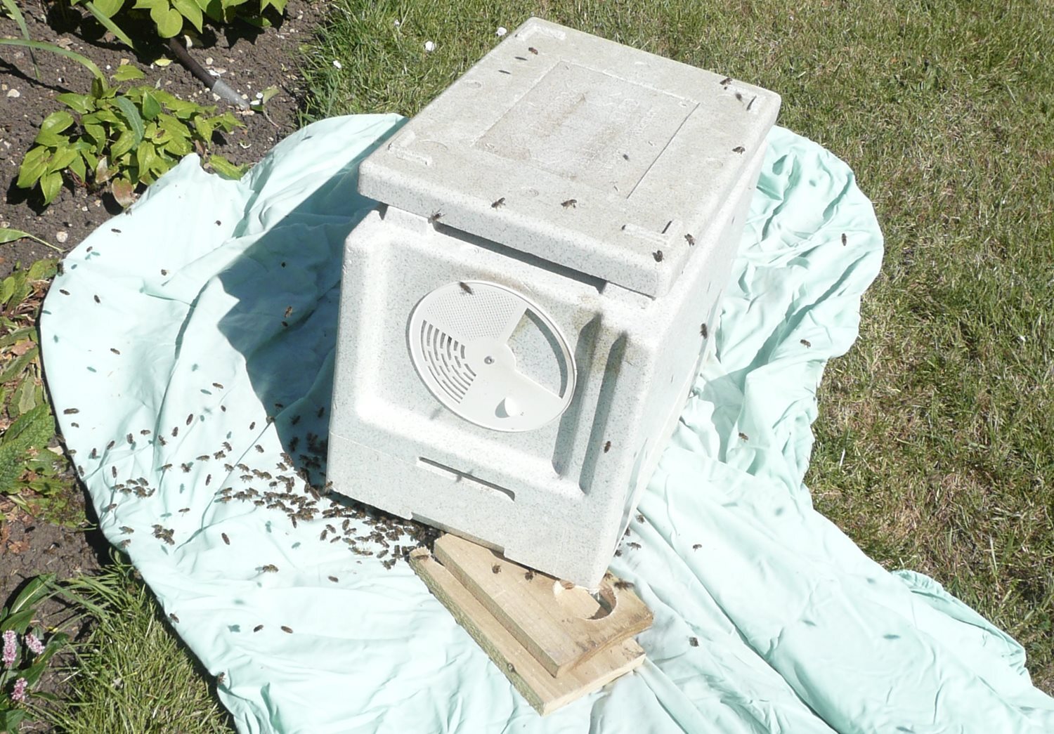 Bee Blog - June 2020