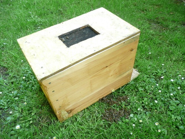 Bee Blog June 2019