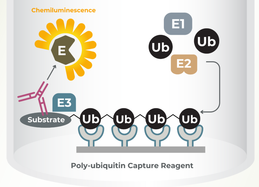 Study the Proteosome with Lifesensors