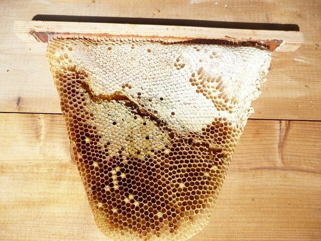 Bee Blog March 2018