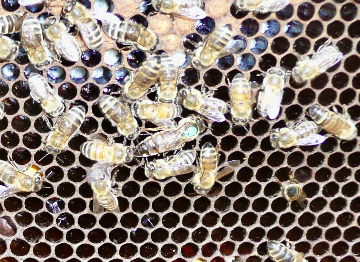 Bee Blog - May 2020