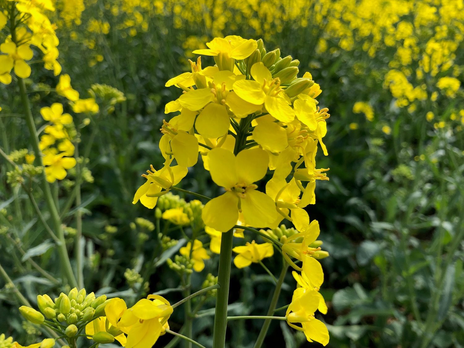 Bee Blog May 2022