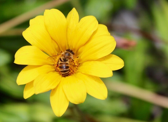 Bee Blog May 2018