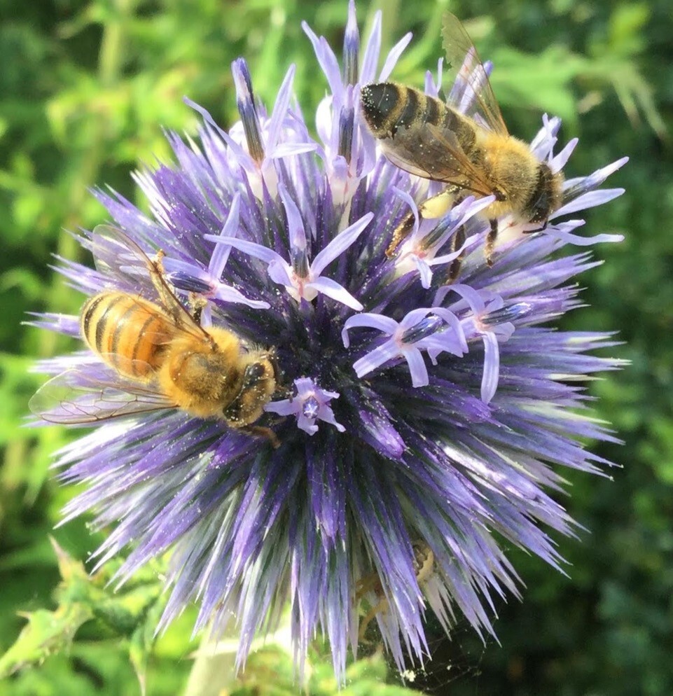 Bee Blog September 2019