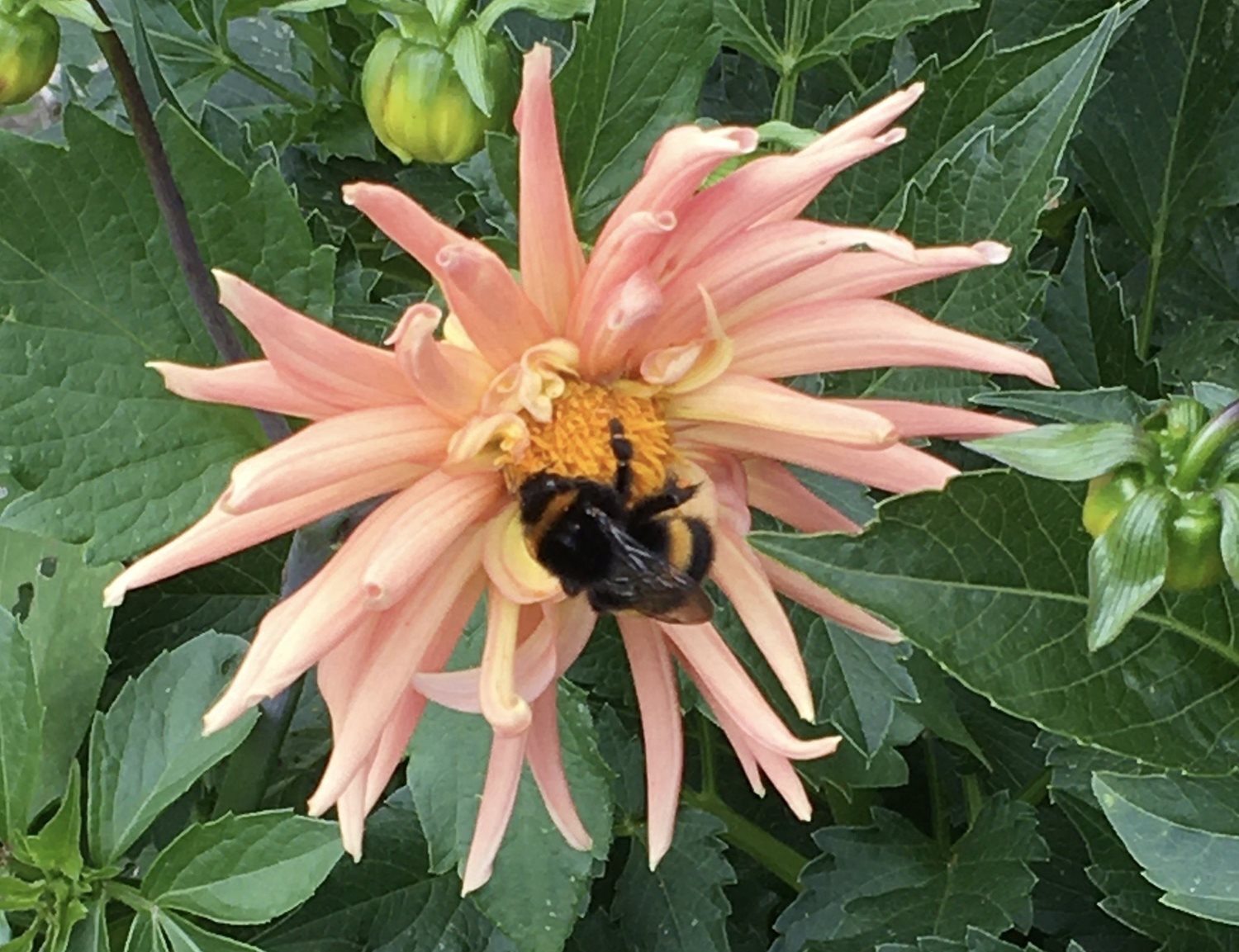 Bee Blog - December 2020