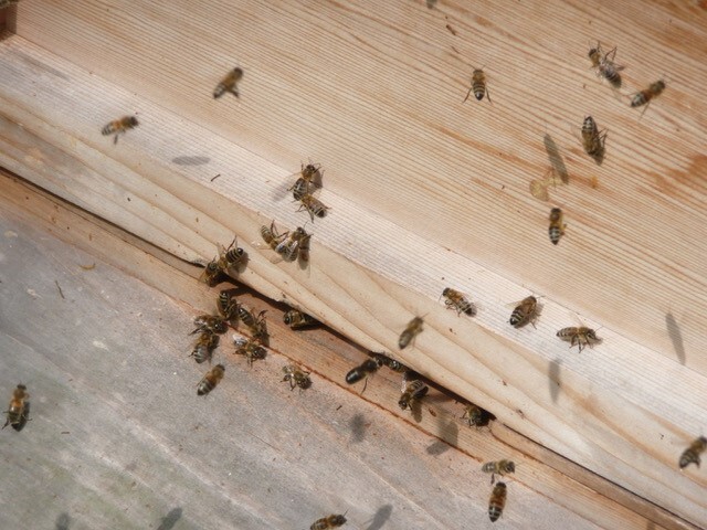 Bee Blog May 2019