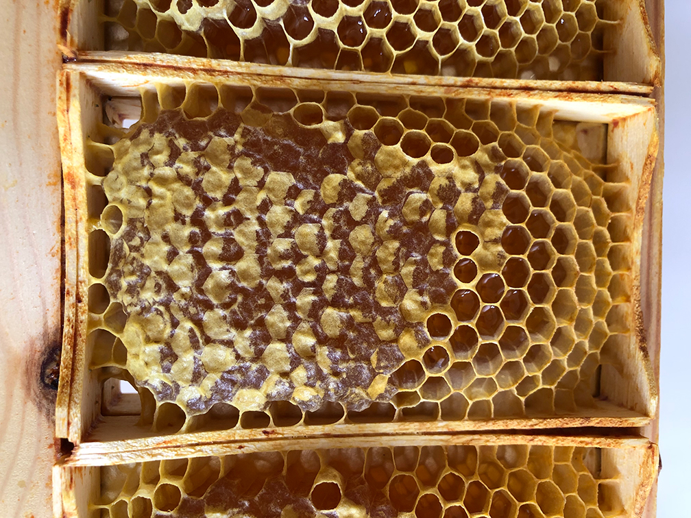 Bee Blog - November 2020