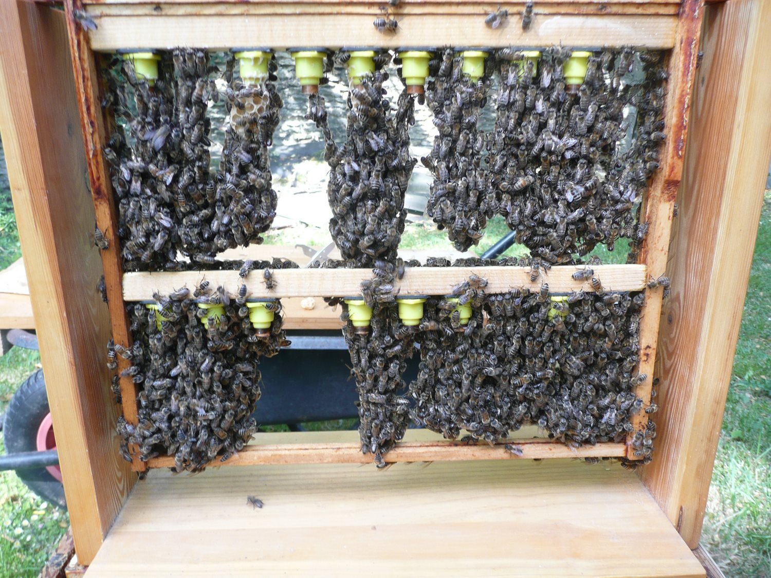 Bee Blog - October 2020