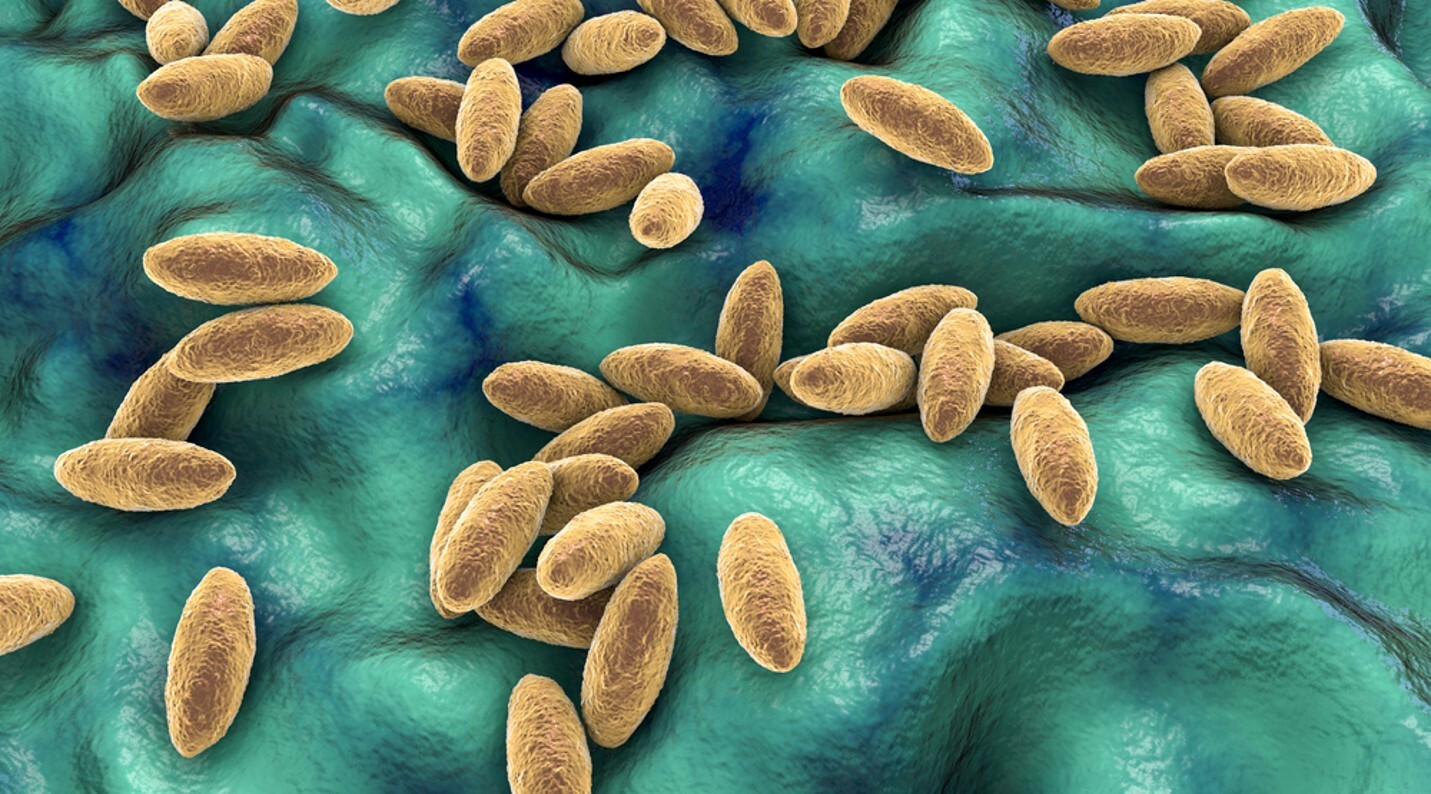 Understanding Brucella canis with VMRD