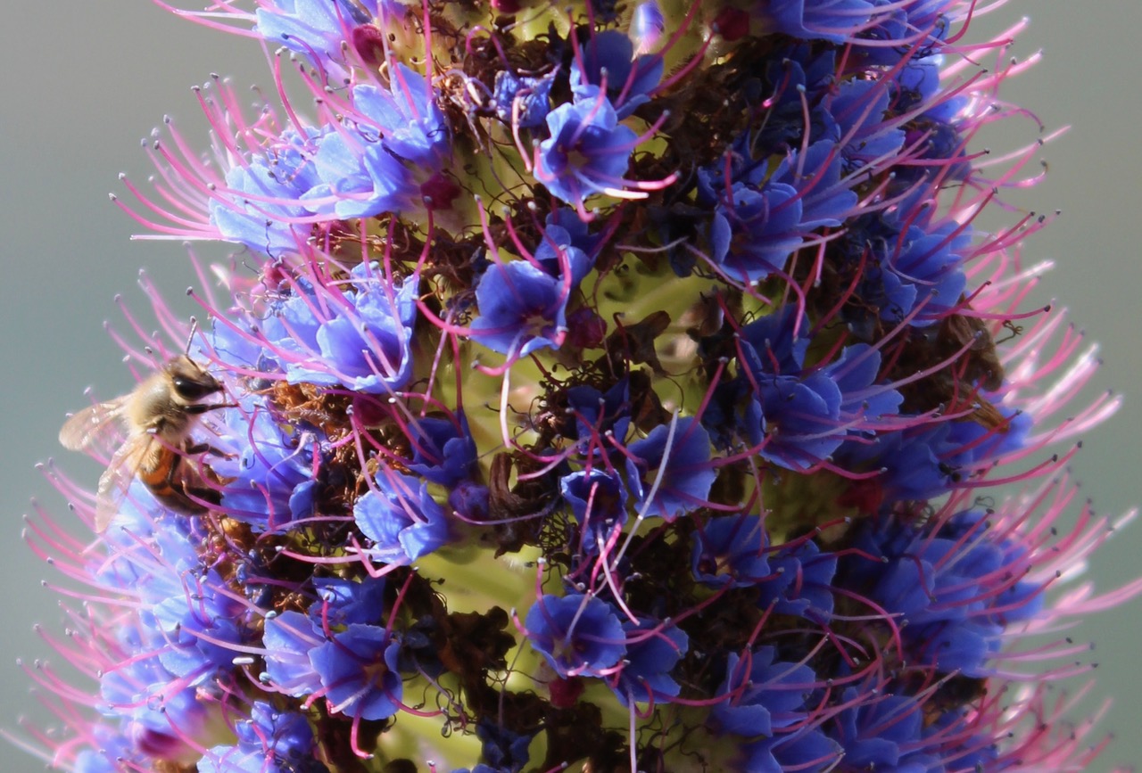 Bee Blog December 2019
