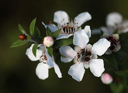 Bee Blog November 2019