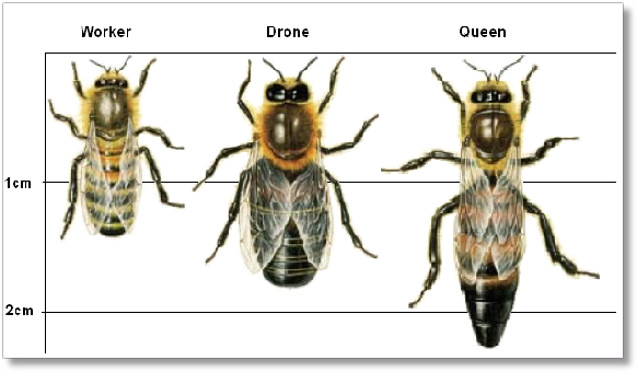 Bee Blog December