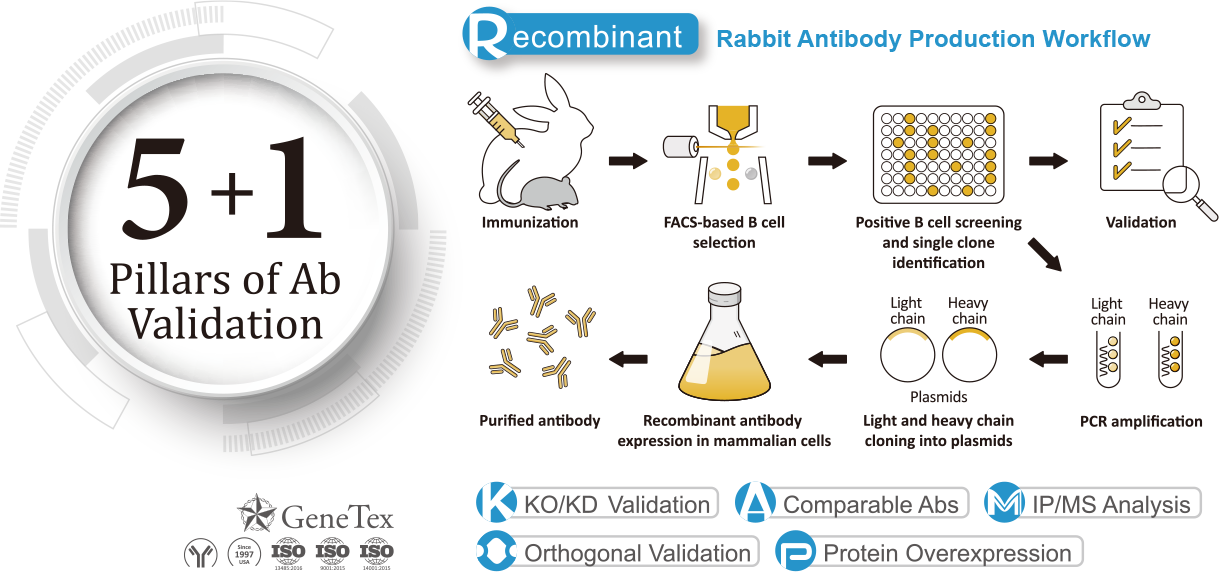 Die 5+1 Säulen der Antikörper-Validierungsmethode: Um die Leistung, Qualität und Spezifität seiner Antikörper zu optimieren, setzt GeneTex verschiedene analytische Validierungsstrategien in seiner 5+1-Säulen-Methode ein